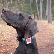 GPS Tracker για σκύλους και κυνηγετικούς σκύλους.
